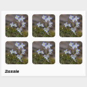 Bluets Stickers Fleur sauvage Petites Fleurs Viole (Feuille)