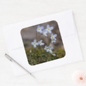 Bluets Stickers Fleur sauvage Petites Fleurs Viole (Enveloppe)