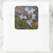 Bluets Stickers Fleur sauvage Petites Fleurs Viole (Sac)