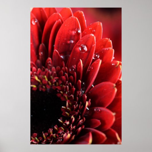 Blume Poster (Voorkant)