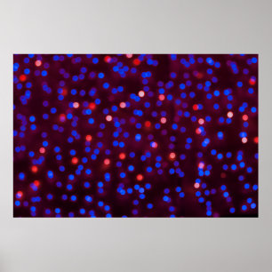 Blurred glittering kerstlampjes. Blurred abstr Poster