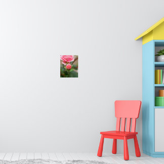 Blush Belofte: De Ontwikkelende Roos Poster