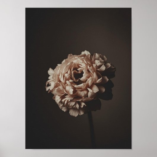 Blush Bouquet Study Poster (Voorkant)