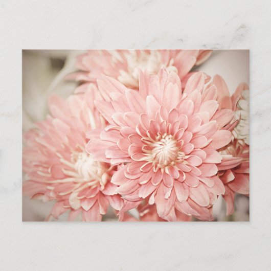 Blush Mums Briefkaart (Voorkant)