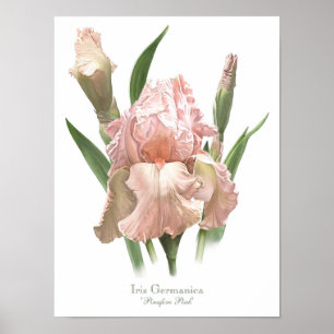 Blush Roze Iris Originele Kunst Afdrukken Poster