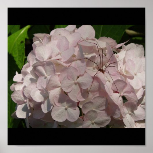 Blushing Bride and Dad-Long-Legs Poster (Voorkant)