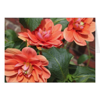 Blushing Dahlias