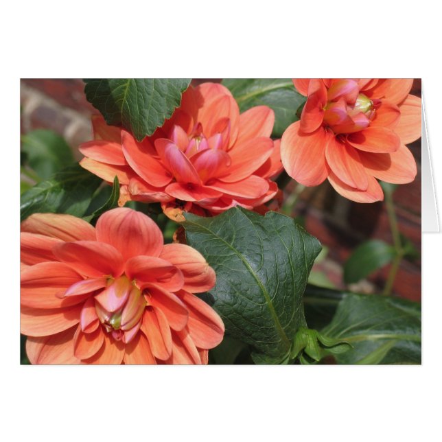 Blushing Dahlias (Voorkant Horizontaal)