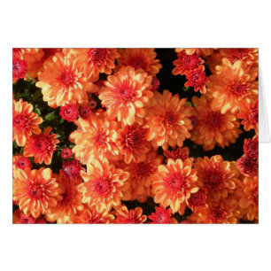 "Blushing Oranje Mums"