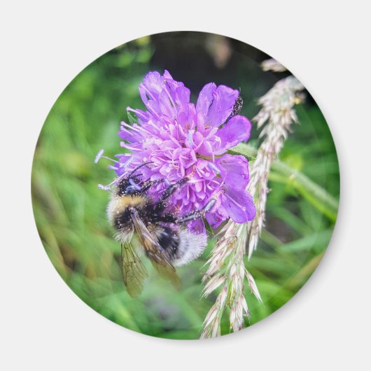Blütenkraft – Runder Magnet mit Hummelmotiv Magneet (Voorkant)
