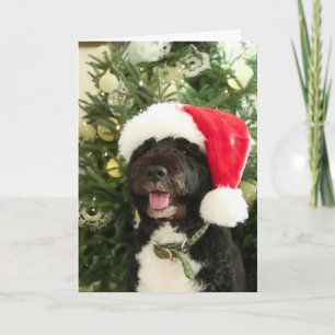 Bo en attente de Père Noël - Carte de voeux
