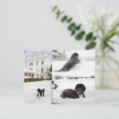 Bo "Le chien de la famille Obama" dans la carte po (Debout devant)