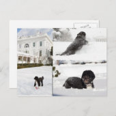Bo "Le chien de la famille Obama" dans la carte po (Devant / Derrière)