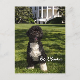 Bo Obama Briefkaart