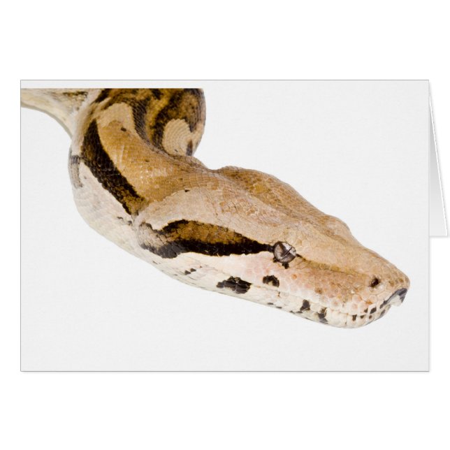 Boa Constrictor (Voorkant Horizontaal)