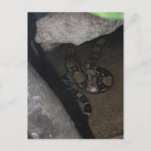 Boa Constrictor # 1 Briefkaart (Voorkant)