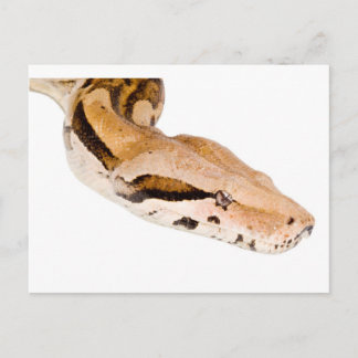 Boa Constrictor Briefkaart