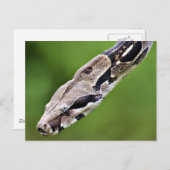 Boa Constrictor Briefkaart (Voorkant / Achterkant)