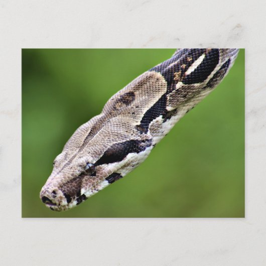 Boa Constrictor Briefkaart (Voorkant)