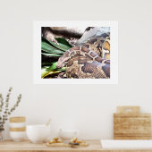 Boa constrictor poster (Keuken)