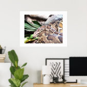 Boa constrictor poster (Thuiskantoor)