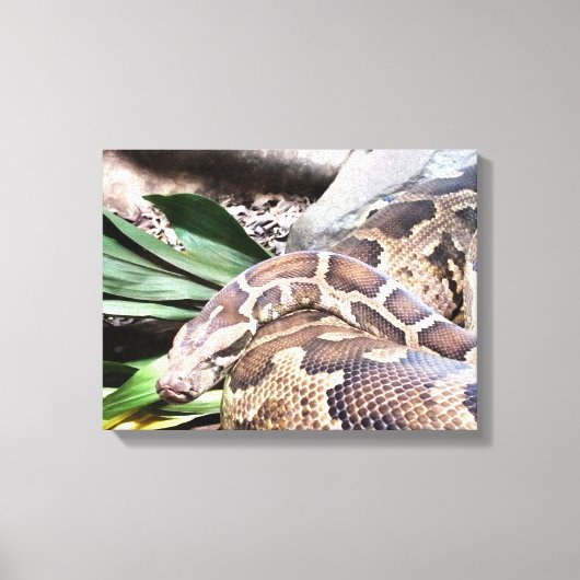 Boa constrictor reptiel canvas afdruk (Voorkant)