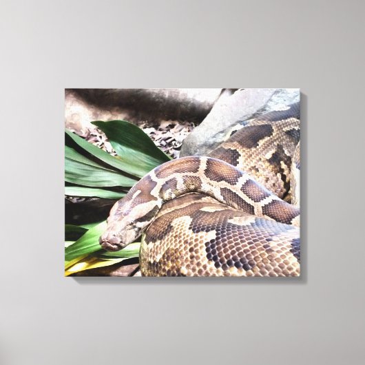 Boa constrictor reptile canvas afdruk (Voorkant)