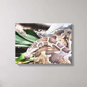 Boa constrictor reptile canvas afdruk