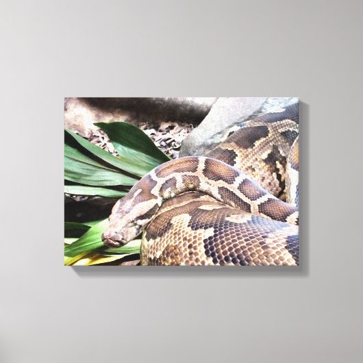 Boa constrictor reptile canvas afdruk (Voorkant)