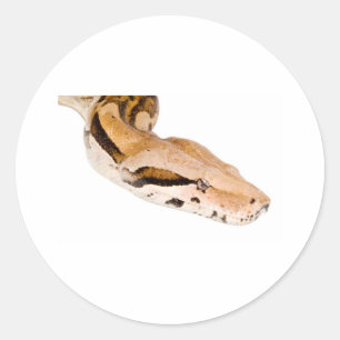Boa Constrictor Ronde Sticker