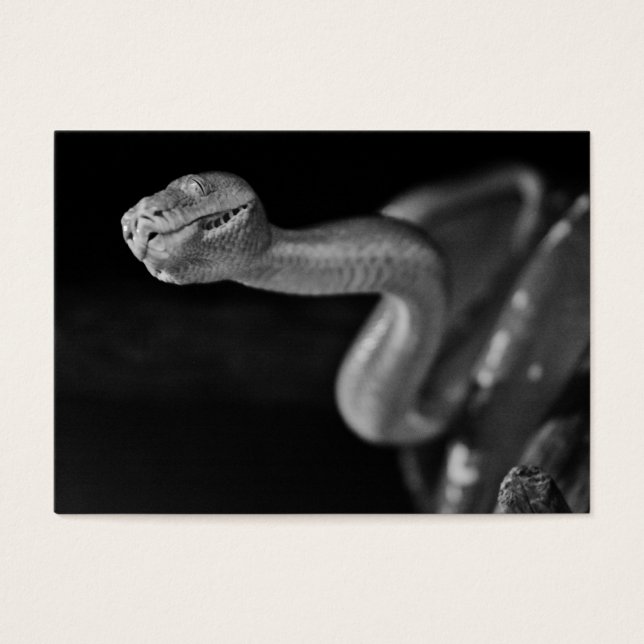 Boa d'arbre noir et blanc (Devant)