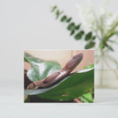 Boa-foto Briefkaart (Staand voorkant)