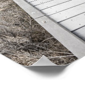 Boardwalk door de woestijn poster (Hoek)