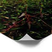 Boardwalk Poster (Hoek)