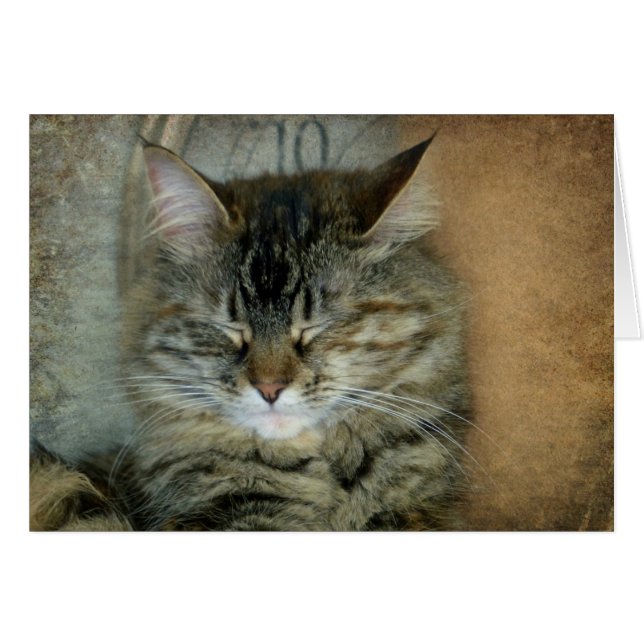 Bob (Devant horizontal)