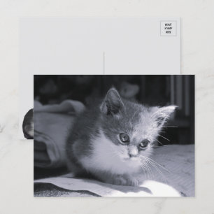 Bob in gedachten - Zwart-wit kat Briefkaart