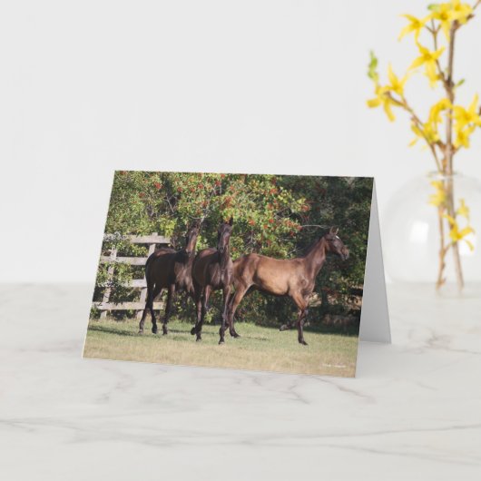 Bob Langrish | 3 Andalucian Youngsters Standing Kaart (Gele Bloem)