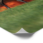 Bob Langrish | Achtergrond van het Arabische gymna Poster (Hoek)