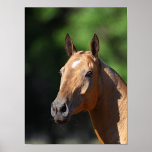 Bob Langrish Akhal Teke Headshot Poster