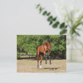 Bob Langrish | Akhal Teke Stallion Leaping Briefkaart (Staand voorkant)