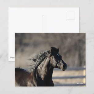 Bob Langrish Andalucian Headshot Mane stroming Briefkaart