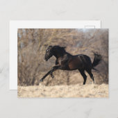 Bob Langrish | Andalucian Running Briefkaart (Voorkant / Achterkant)