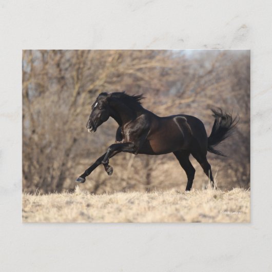 Bob Langrish | Andalucian Running Briefkaart (Voorkant)