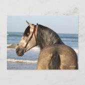 Bob Langrish | Andalucian Stallion Headshot Zee Briefkaart (Voorkant)