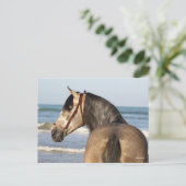 Bob Langrish | Andalucian Stallion Headshot Zee Briefkaart (Staand voorkant)