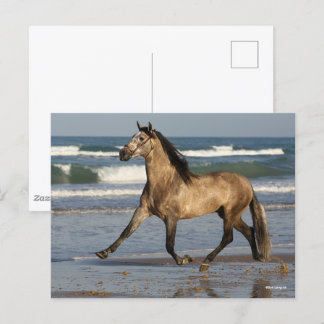 Bob Langrish Andalucian Stallion op strand Briefkaart