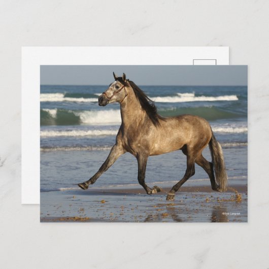 Bob Langrish Andalucian Stallion op strand Briefkaart (Voorkant / Achterkant)