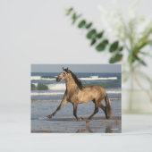 Bob Langrish Andalucian Stallion op strand Briefkaart (Staand voorkant)