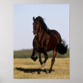 Bob Langrish | Andalucian Stallion Running Poster (Voorkant)