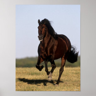 Bob Langrish Andalucian Stallion Running Poster